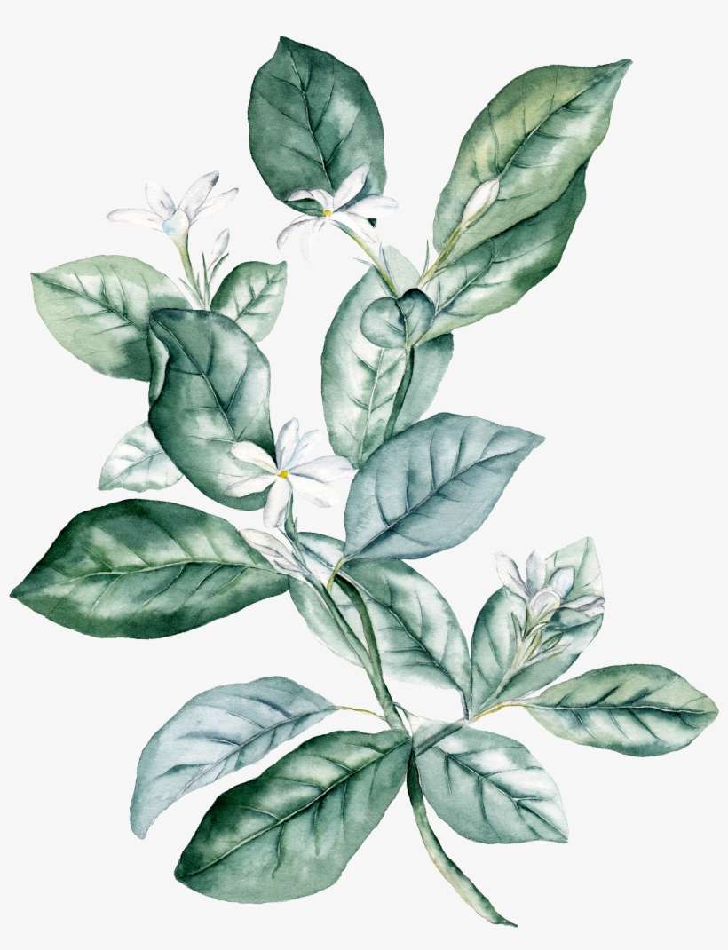 Watercolour - Dark Green Leaves Png, transparent png download