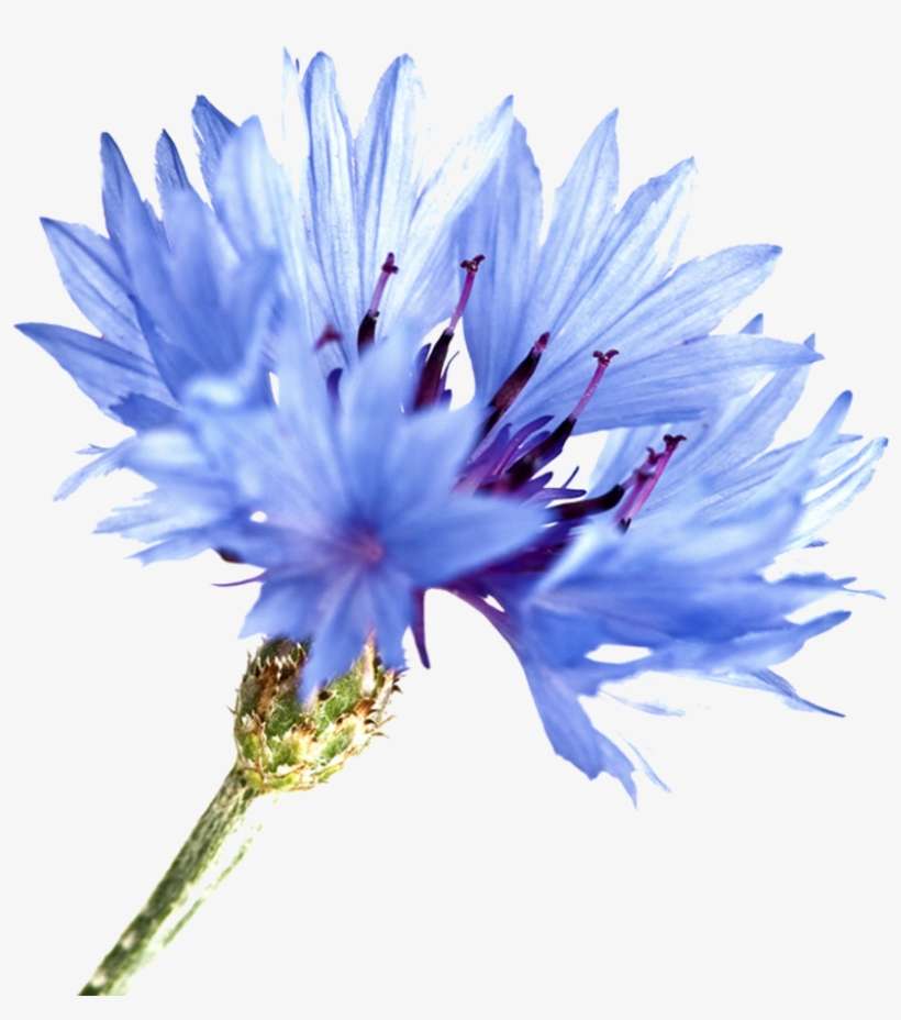 Flowers Blue D Image Free Download - Cornflower Watercolor, transparent png download