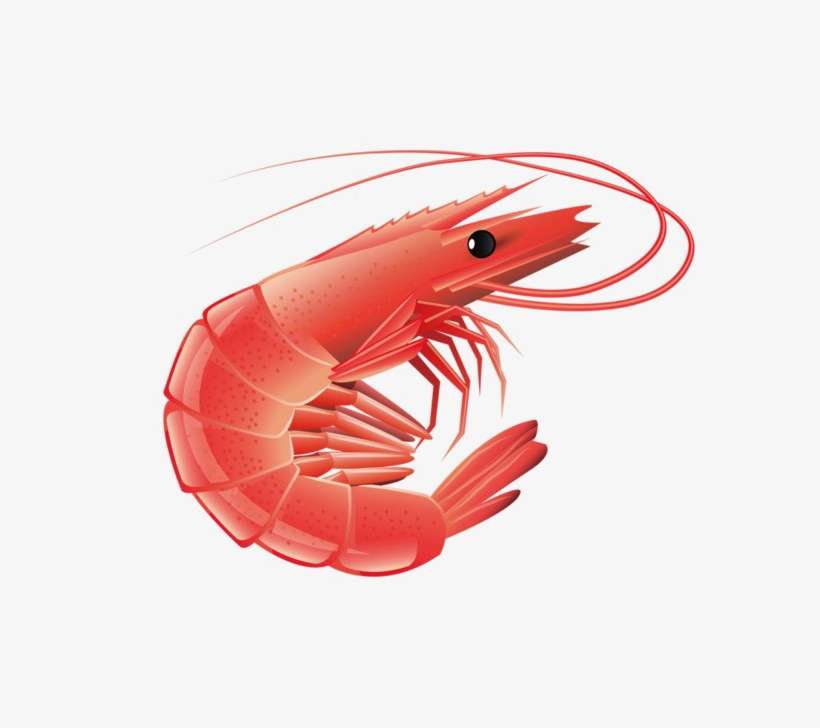 Red Shrimp Png Transparent Image - Shrimp Png, transparent png download