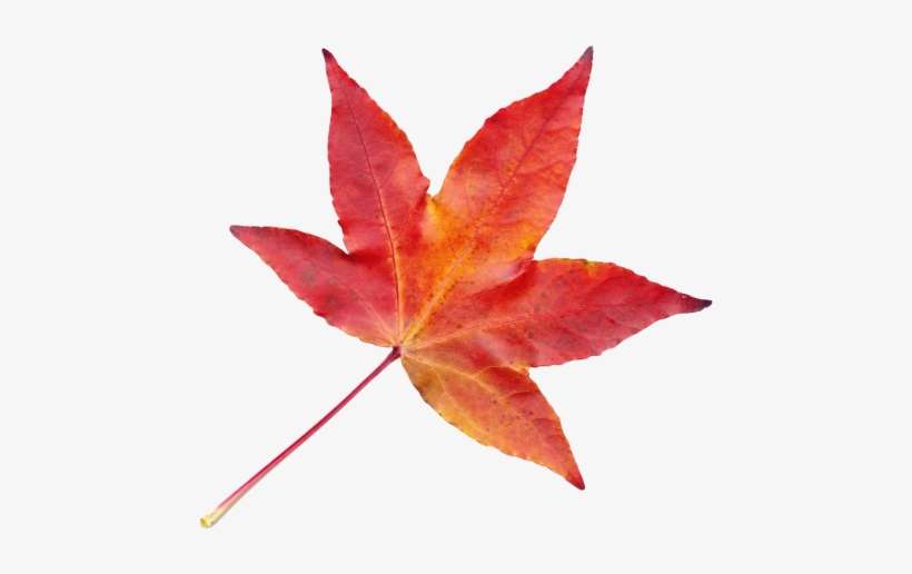 Autumn Leaf Png Transparent Image - Autumn Leaves Png Transparent, transparent png download
