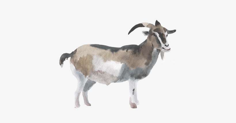 All Natural Grass Fed Goat - Watercolor Goat, transparent png download