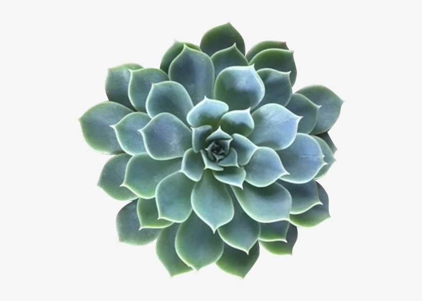Succulents Online Care Tips Png Download - Free Succulent Png, transparent png download