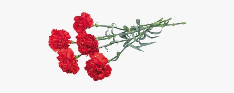 0 81b3a Af8a3b5d L - Carnations Clipart, transparent png download