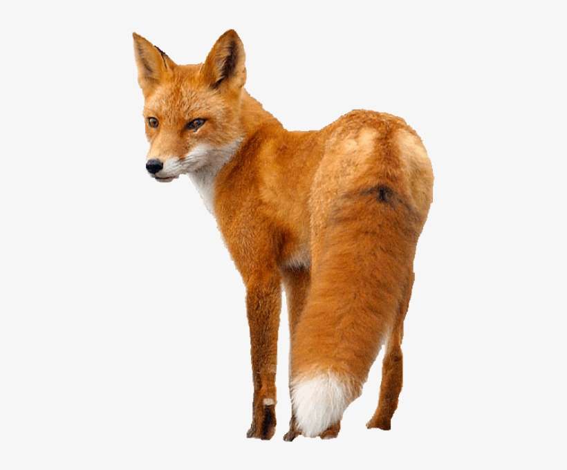 Fox Behind Png Picture - Red Fox Png, transparent png download