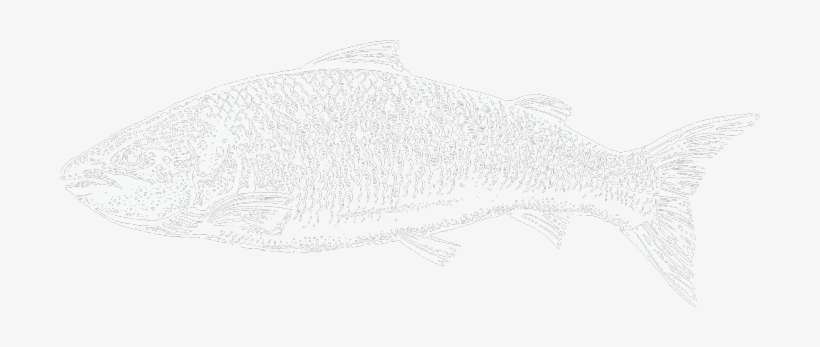 Grey Whale, transparent png download