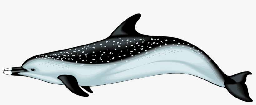 Flower Cutout Dolphin Free, Dolphin, Sea Creatures, - Dolphin Swimming Right Transparent, transparent png download