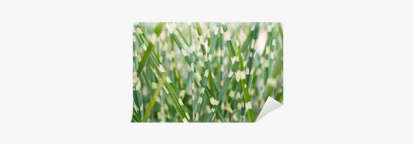 Stripped Ornamental Grass Background Wall Mural • Pixers® - Ornamental Grass, transparent png download
