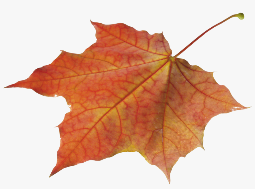 Autumn Leaves Solo Left - Autumn Leaves Transparent, transparent png download