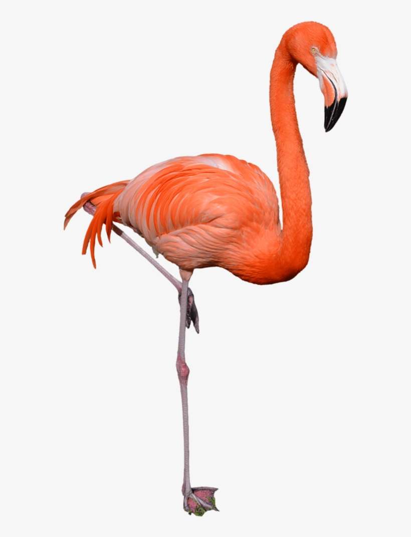 Free Png Flamingo Png Images Transparent - Flamingo Png, transparent png download