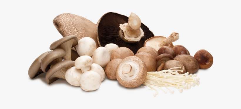 Shiitake Mushroom Png - Mushroom Png, transparent png download