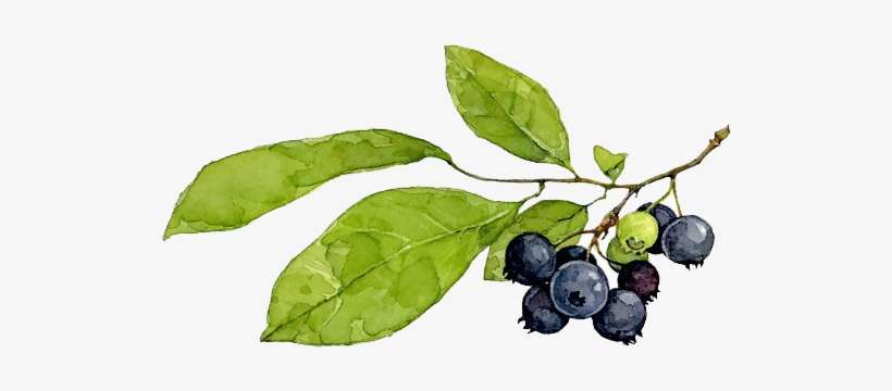 Blueberry Painting Creative Hand - Blueberries Watercolor Png, transparent png download