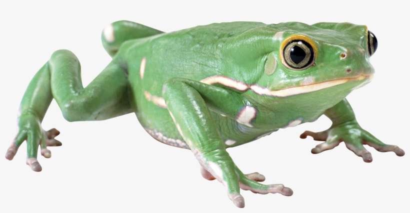 Free Icons Png - Green Frog Png, transparent png download