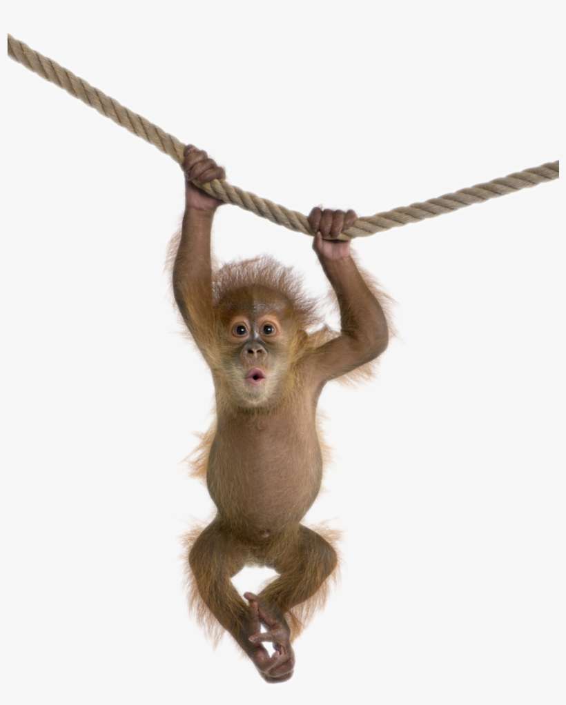 Monkey Free Download Png - Monkey Transparent, transparent png download