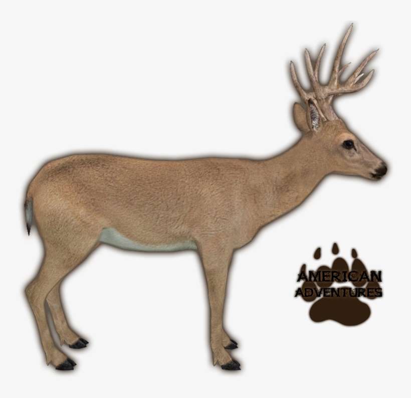 Key Deer - Zoo Tycoon 2 American Adventures Pack, transparent png download