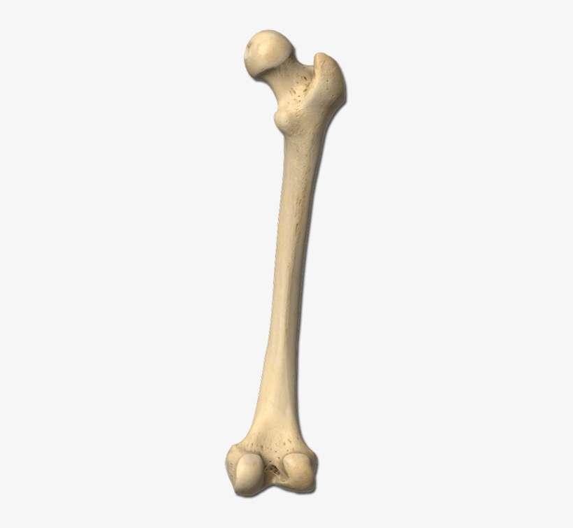 Bones - Bone Png, transparent png download