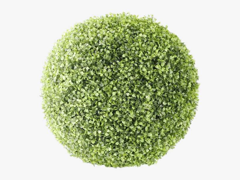 Bush Ball - Bush Transparent, transparent png download