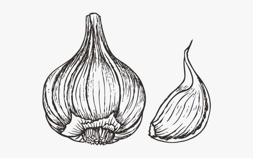 Garlic Drawing Png - Elephant Garlic, transparent png download