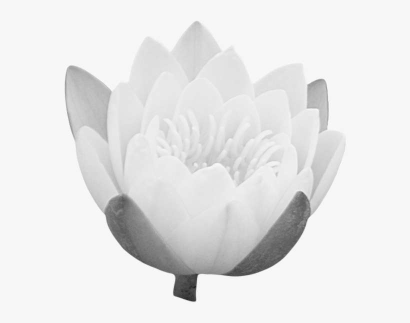 Blue Lotus Png - Portable Network Graphics, transparent png download