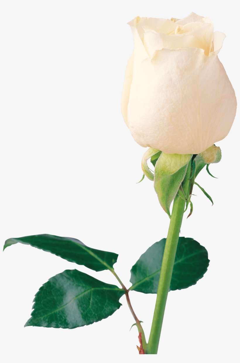 Beautiful White Rose Png - White Rose Only, transparent png download