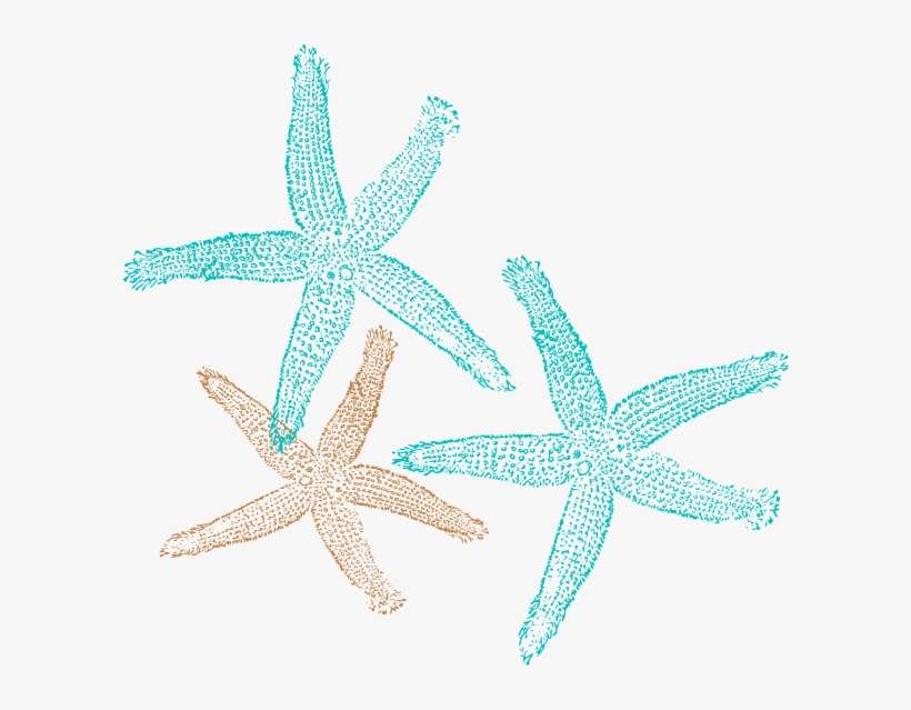Starfish Clip Art Coral Color - Clip Art Starfish Free, transparent png download