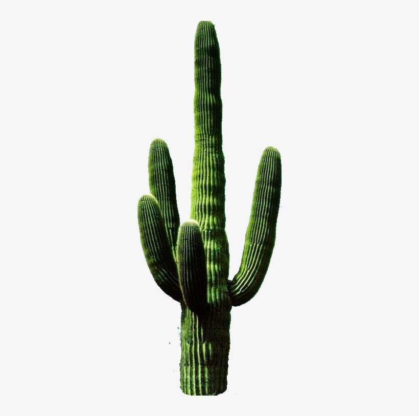 Imágenes Para Photoscape, Photoshop Y Gimp De Flores - Cactus Png, transparent png download