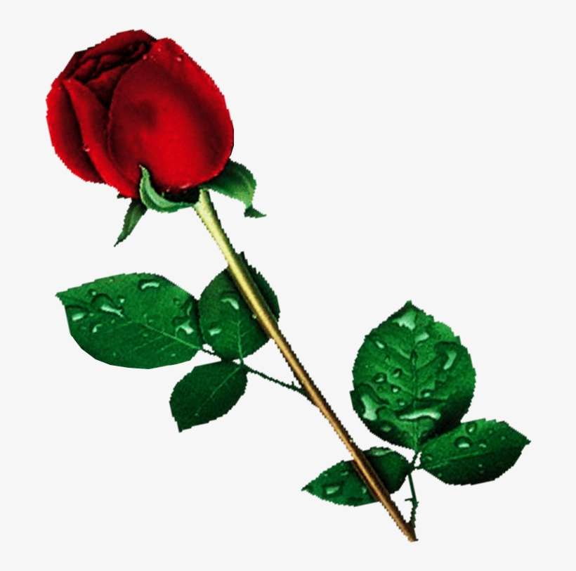 Png Transparent Background Flower, transparent png download