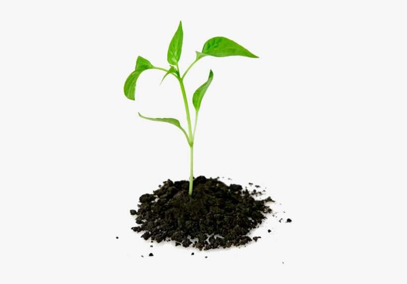 Plant - Plant Growing Out Of Ground, transparent png download