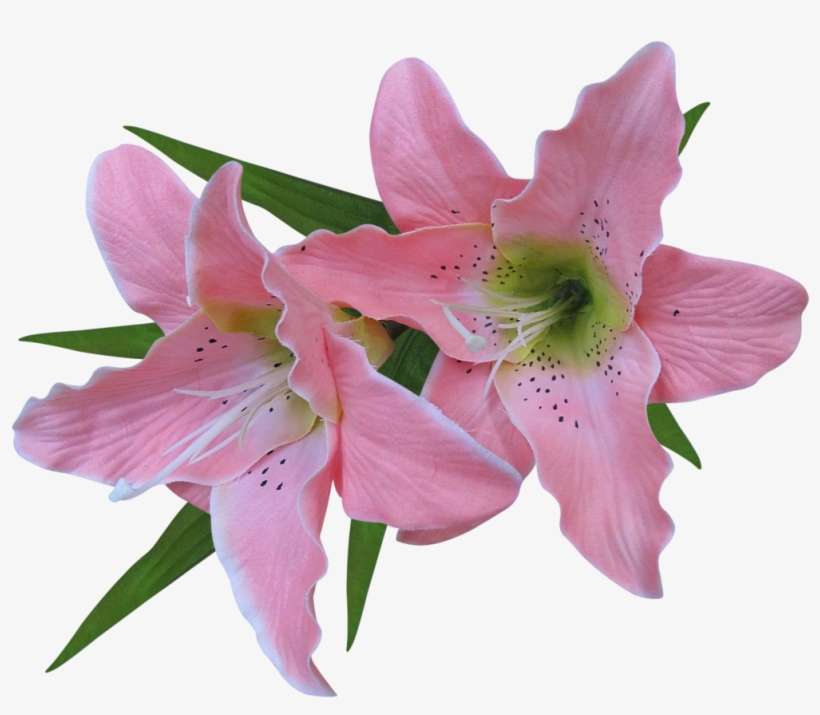 Lilies Clipart Trumpet Flower - Rustic Art Organic Aloe Vera Gel, transparent png download