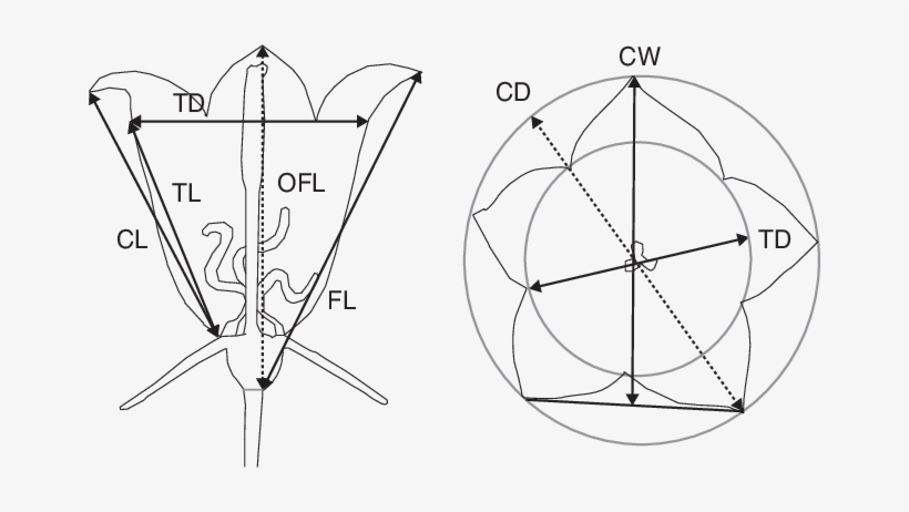 Drawing Arrows Abstract - Drawing, transparent png download