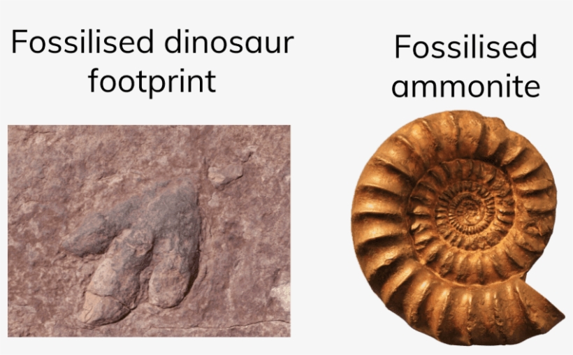 6 - 3 - 5 Fossils - Ammonites, transparent png download
