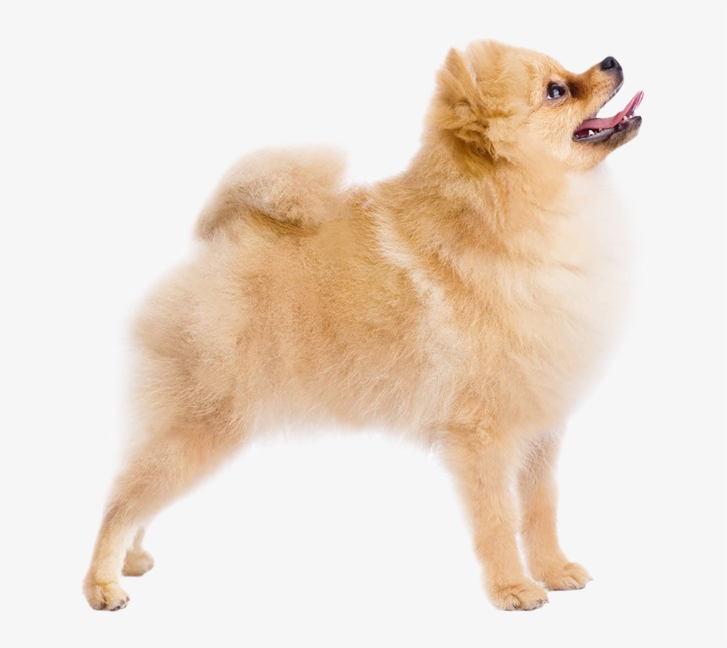 Pomeranian 19 Oct 2018 - German Spitz Klein, transparent png download