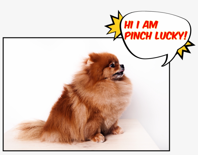Pinch Lucky - Pomeranian, transparent png download