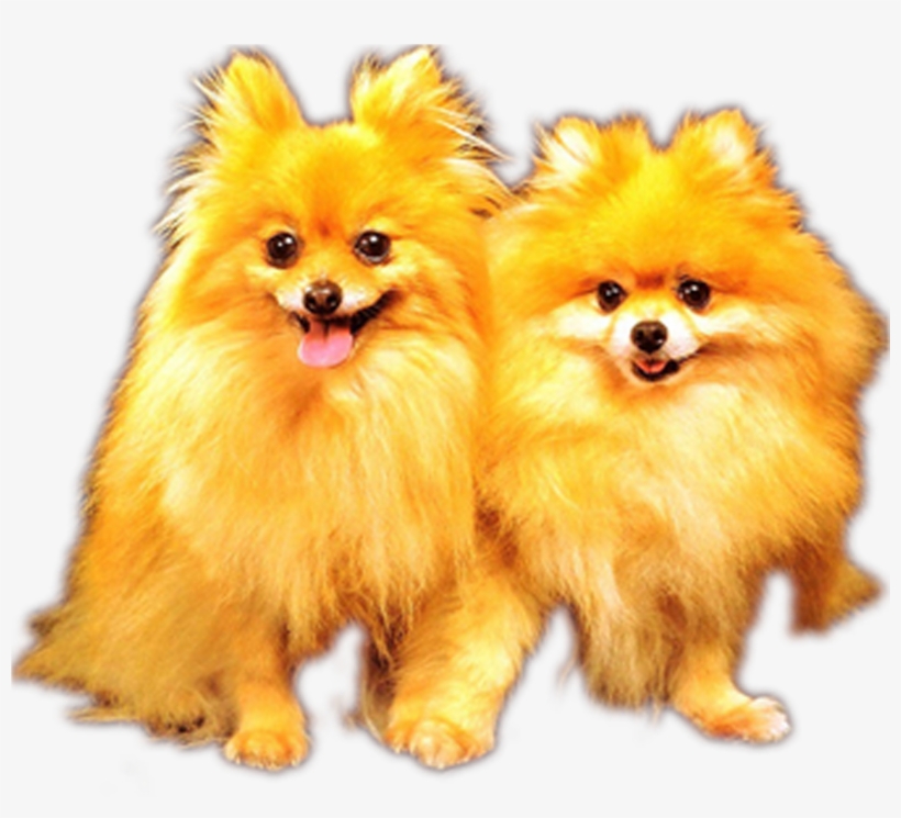 Picture Freeuse German Spitz Alaskan Malamute Puppy - 5d Diamond Painting Pomeranian, transparent png download