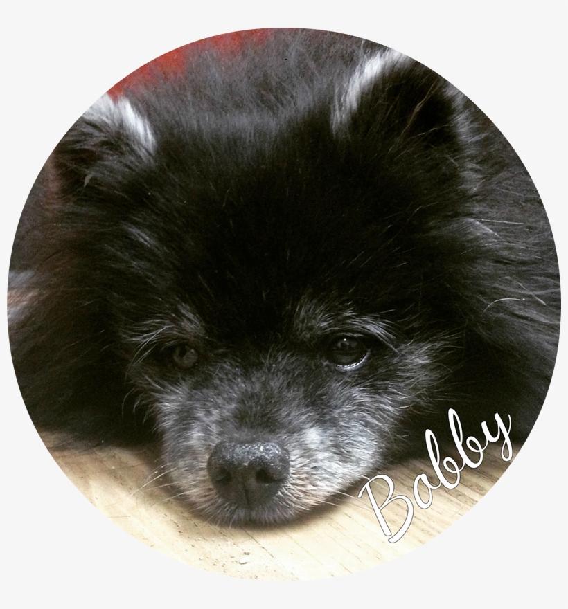 Bobby Is A Darling 18 Year Old Pomeranian - Pomeranian, transparent png download
