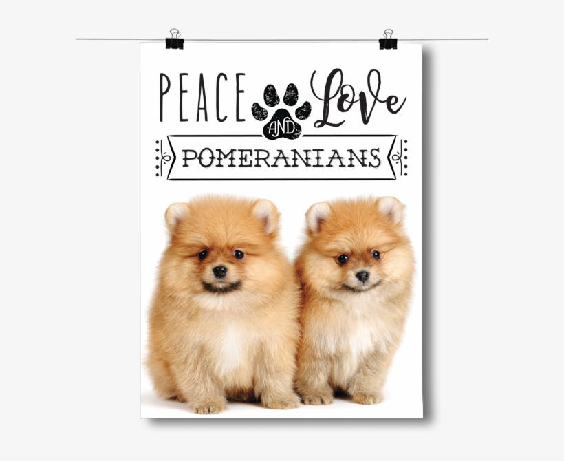 Peace Love And Pomeranians - Inspired Posterspeace Love And Pomeranians - Real Life, transparent png download