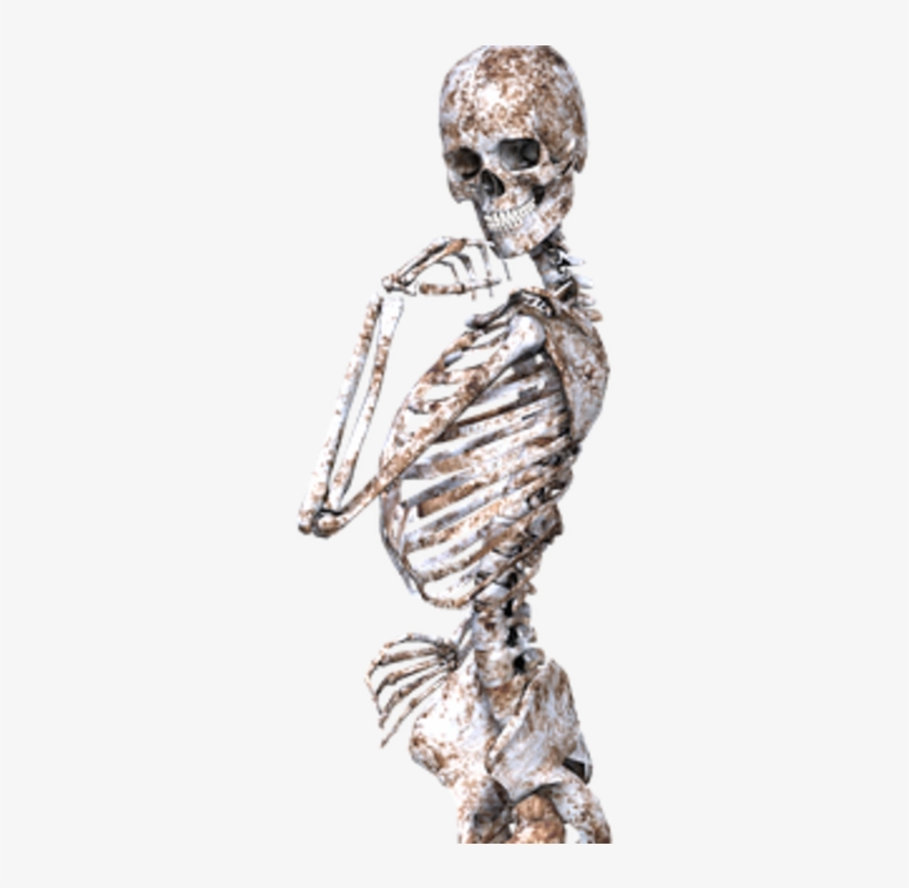 Human Skeleton, transparent png download