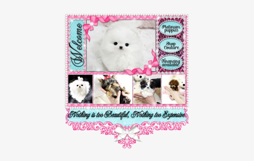 White Pomeranian Puppies For Sale - Pomeranian, transparent png download