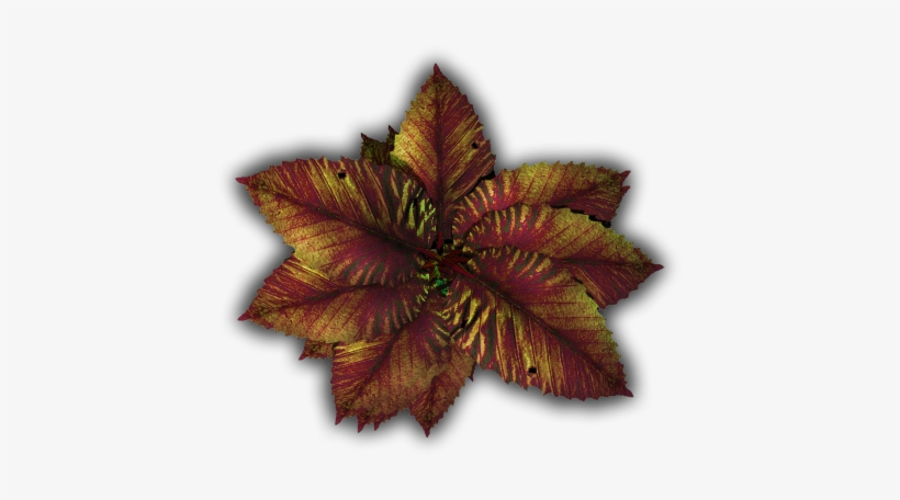 06 Feb 2009 - Tropical Plants Leaves Transparent, transparent png download