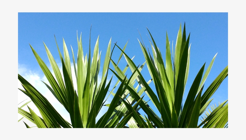 Sunshine Tropical Foliage Is A Wholesale Nursery Specializing - Tarzan, transparent png download
