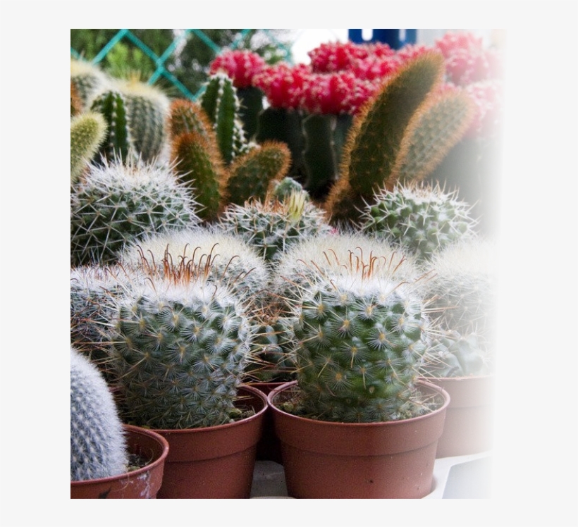 Indoor & Tropical Plants - Plantas De Clima Frio, transparent png download