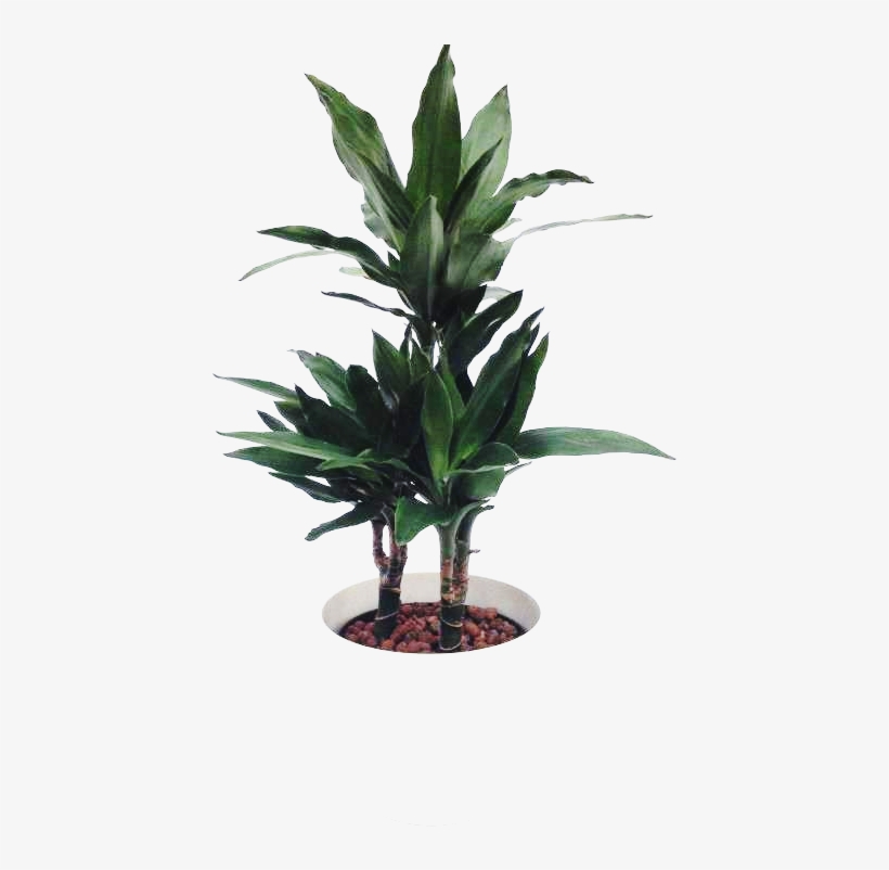 Tropical Ornamental Plants - Houseplant, transparent png download