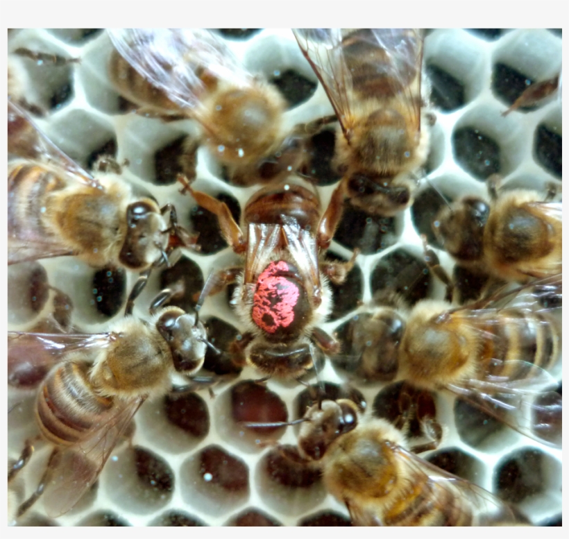 The Queens Crown Of Red, Our New Queen Is Marked With, transparent png download