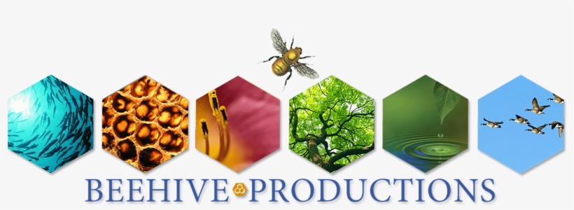 What Is Beehive - Beehive, transparent png download