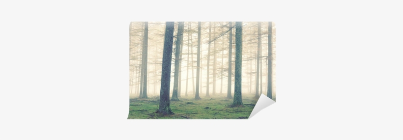 Forest With Fog And Vintage Effect Wall Mural • Pixers® - Vinyl Wall Mural, transparent png download