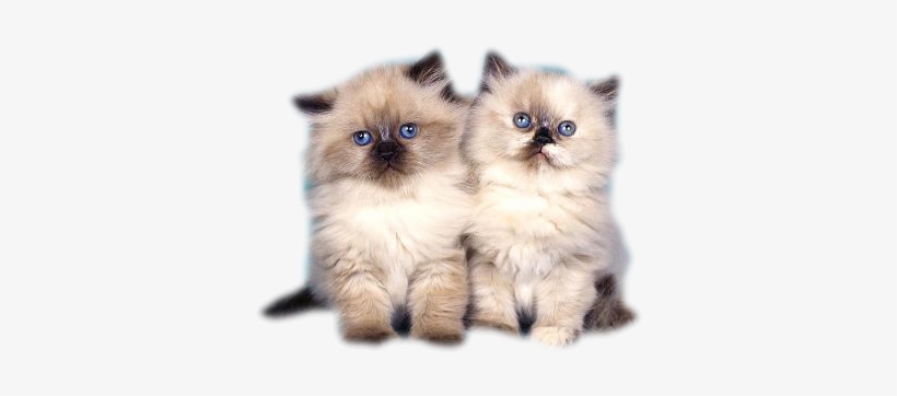 Tube - Burmese Long Haired Kitten, transparent png download