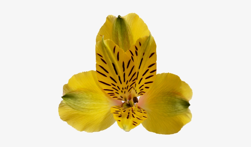 Shakira - Prev - Peruvian Lily, transparent png download