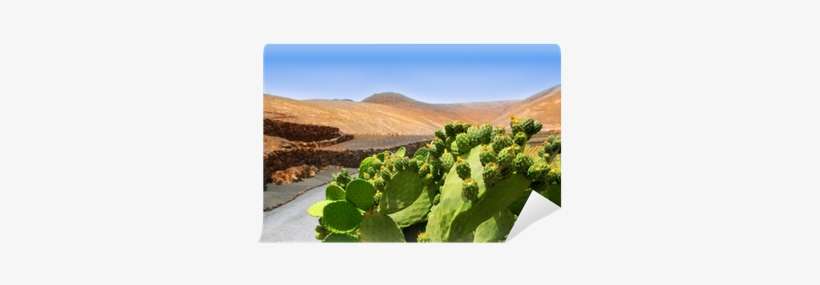 Cactus Nopal In Lanzarote Orzola With Mountains Wall - Conception Et Réalisation D'un Séchoir Solaire: Étude, transparent png download