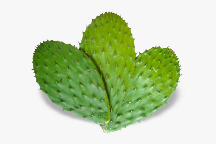 Descripción - Nopal Bio Ampoules - Sfb, transparent png download