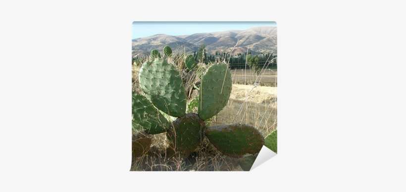 Prickly Pear, transparent png download
