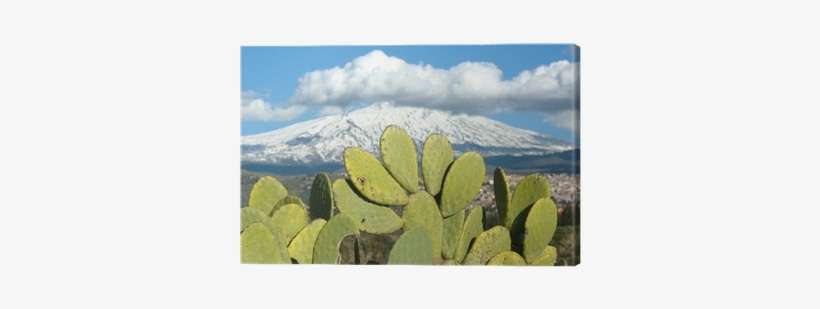 Eastern Prickly Pear, transparent png download